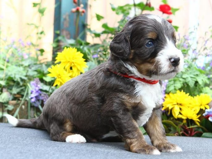 We’ll get a bernedoodle puppy!