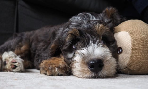First week with a bernedoodle puppy