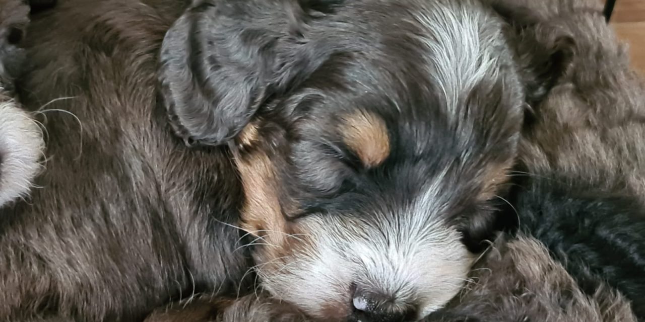 Preparing for our Bernedoodle puppy