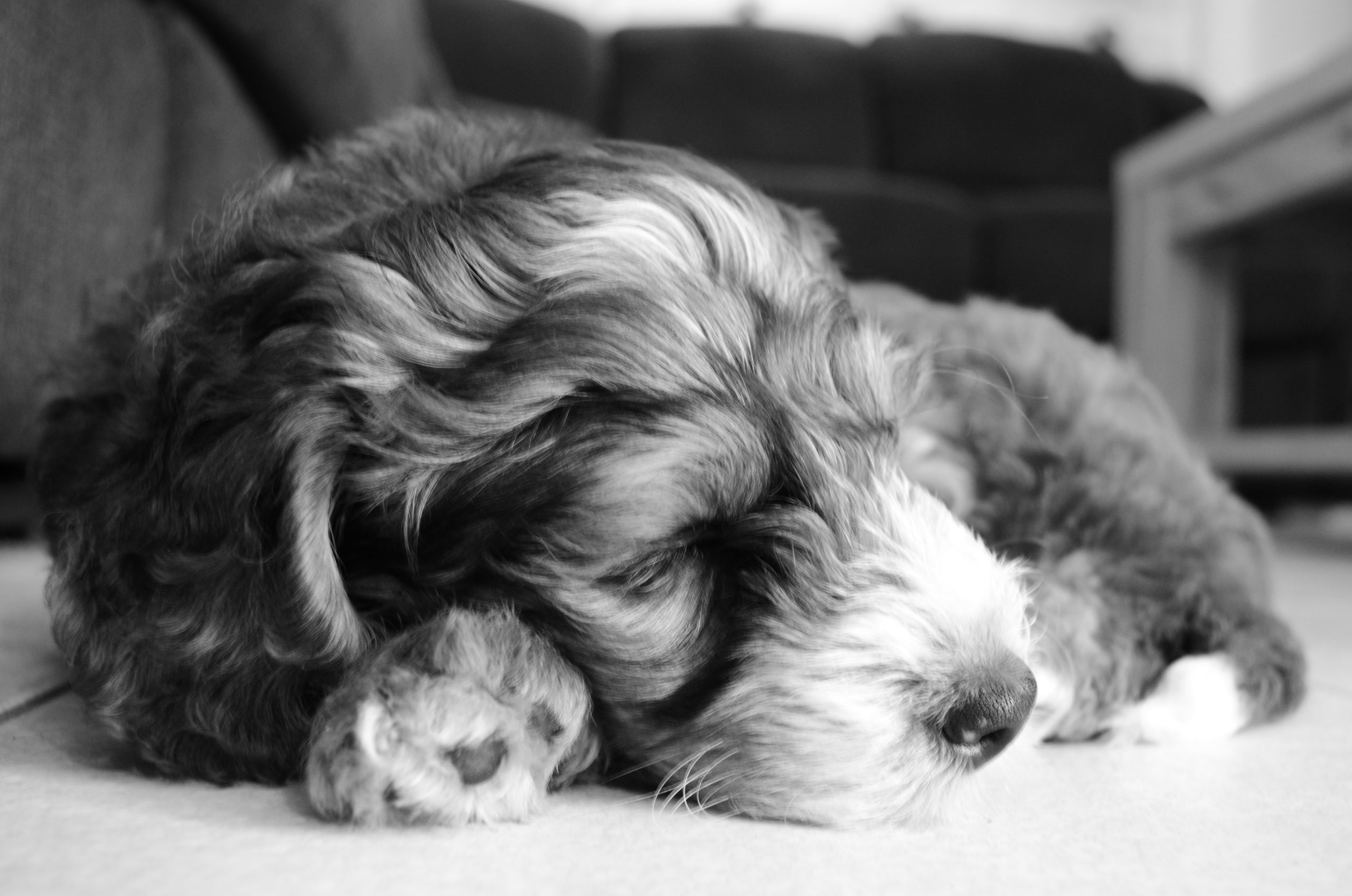 Sleeping Bernedoode puppy Cooper