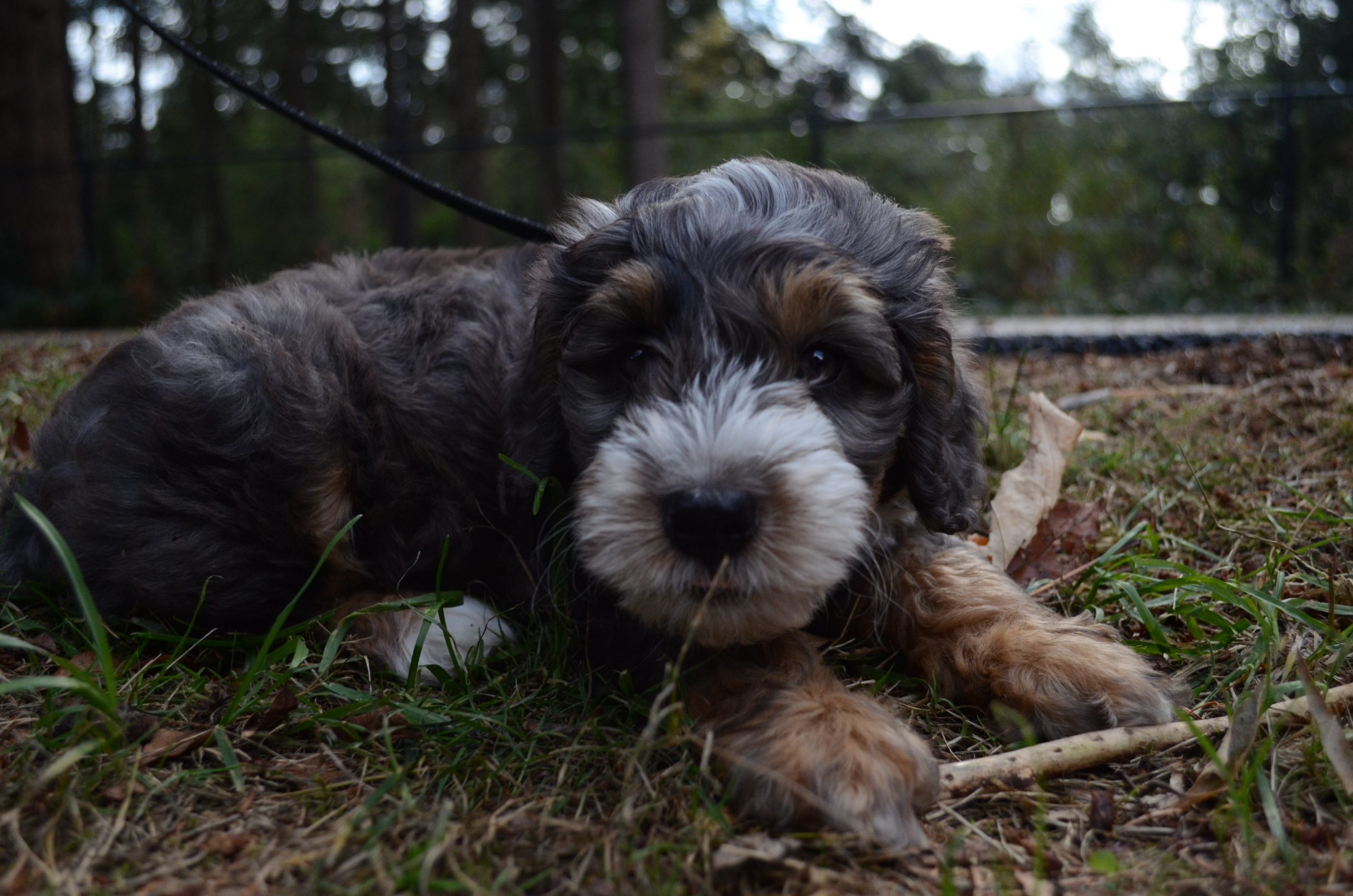 Mini Bernedoodle Puppy Cooper Merle Tri Color Grass