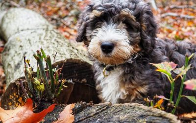 What Is A Bernedoodle? Everything You Need To Know