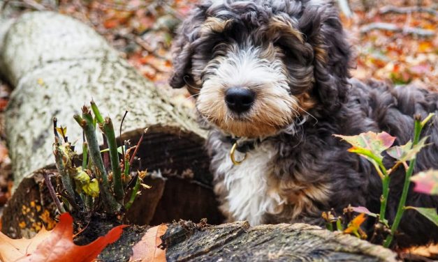 What is a bernedoodle?