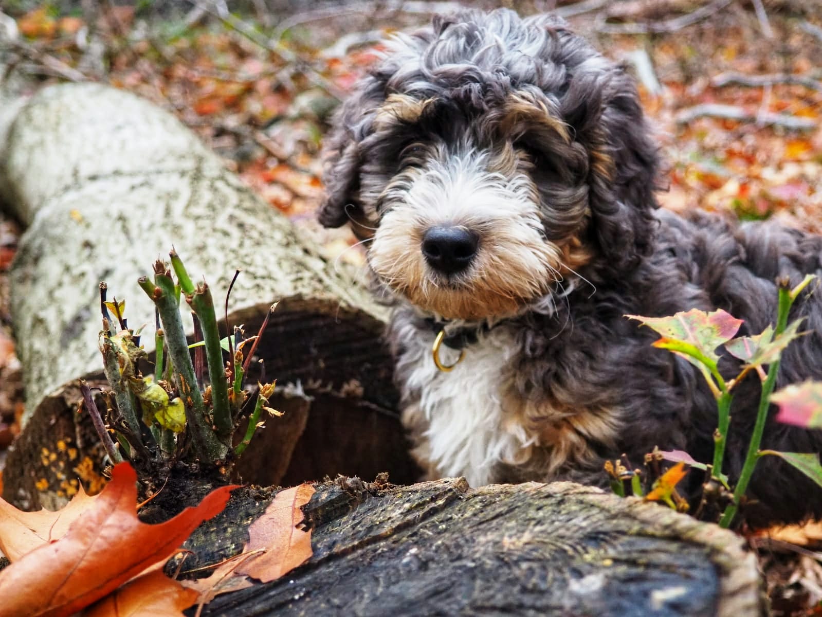 Cute mini Bernedoodle mixed doodle is staring at me between tree branches in the woods