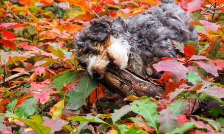 Living with a Bernedoodle puppy – First month