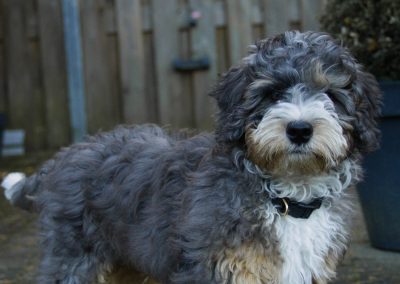 Mini bernedoodle puppy cooper with tri color coat.