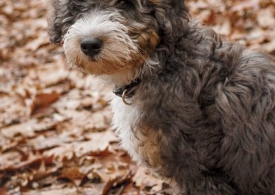 Mini Bernedoodle puppy Cooper with tri color coat autumn leaves