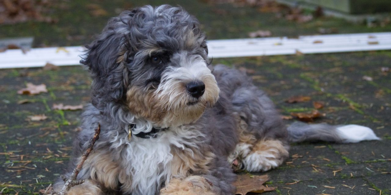 Living with a bernedoodle puppy – three months