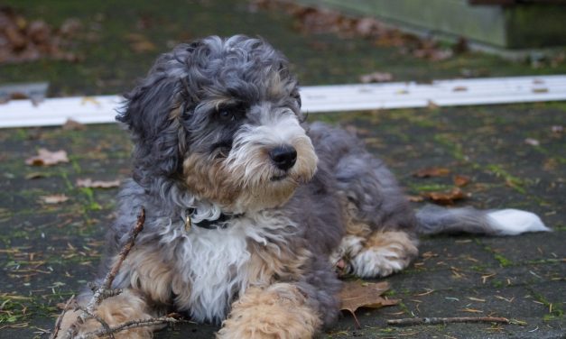 Living with a bernedoodle puppy – three months