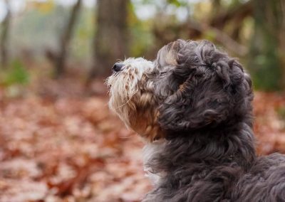 My mini bernedoodle tri puppy watching sky in autumn.