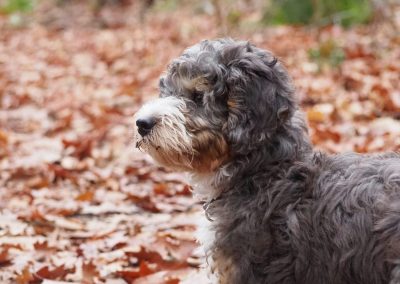 My mini bernedoodle puppy cooper in autumn with lots of leaves