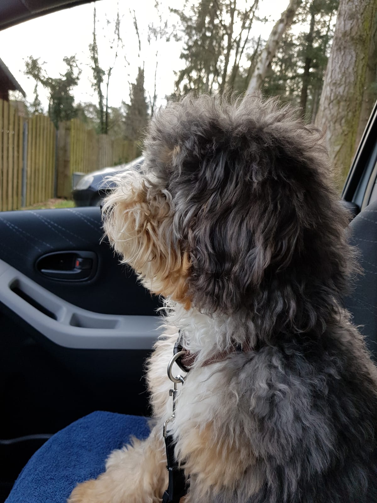 Our Bernedoodle puppy shotgun in car