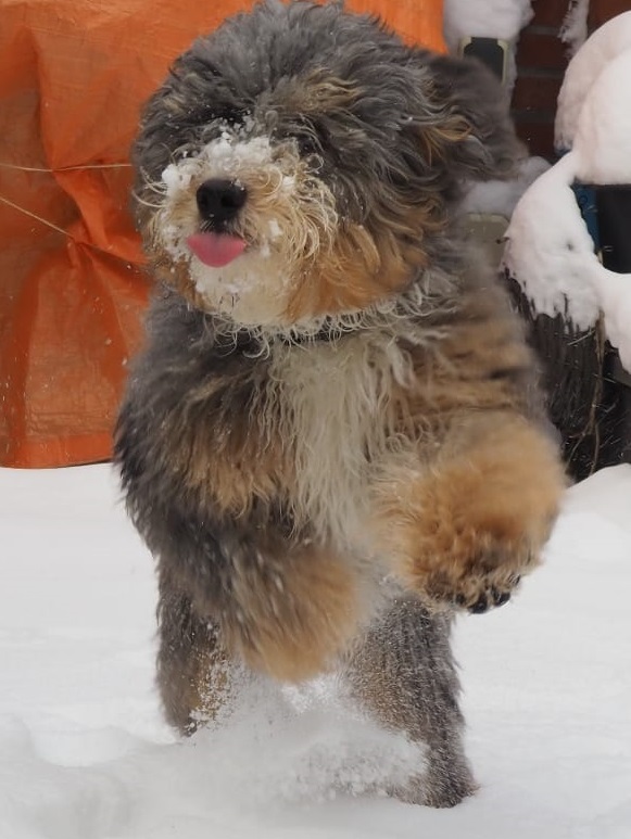 Mini Bernedoodle puppy snow closeup