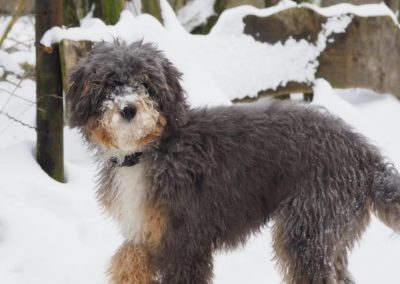 Mini Bernedoodle puppy in snow