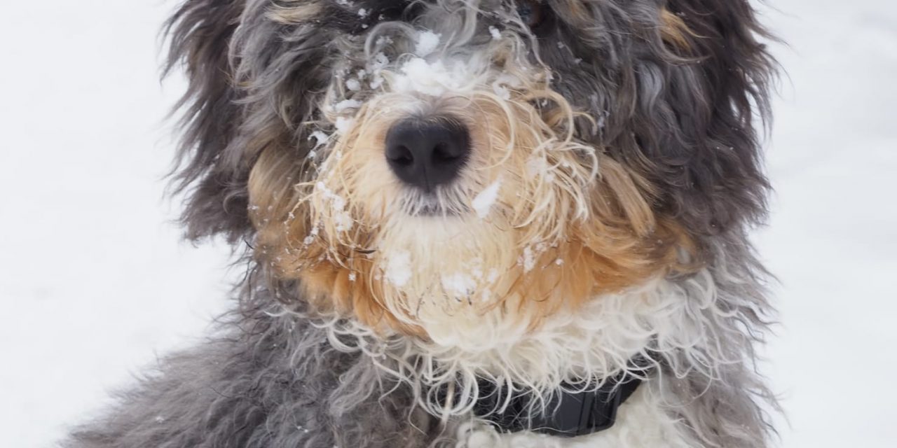 bernedoodle puppy blog, fifth month