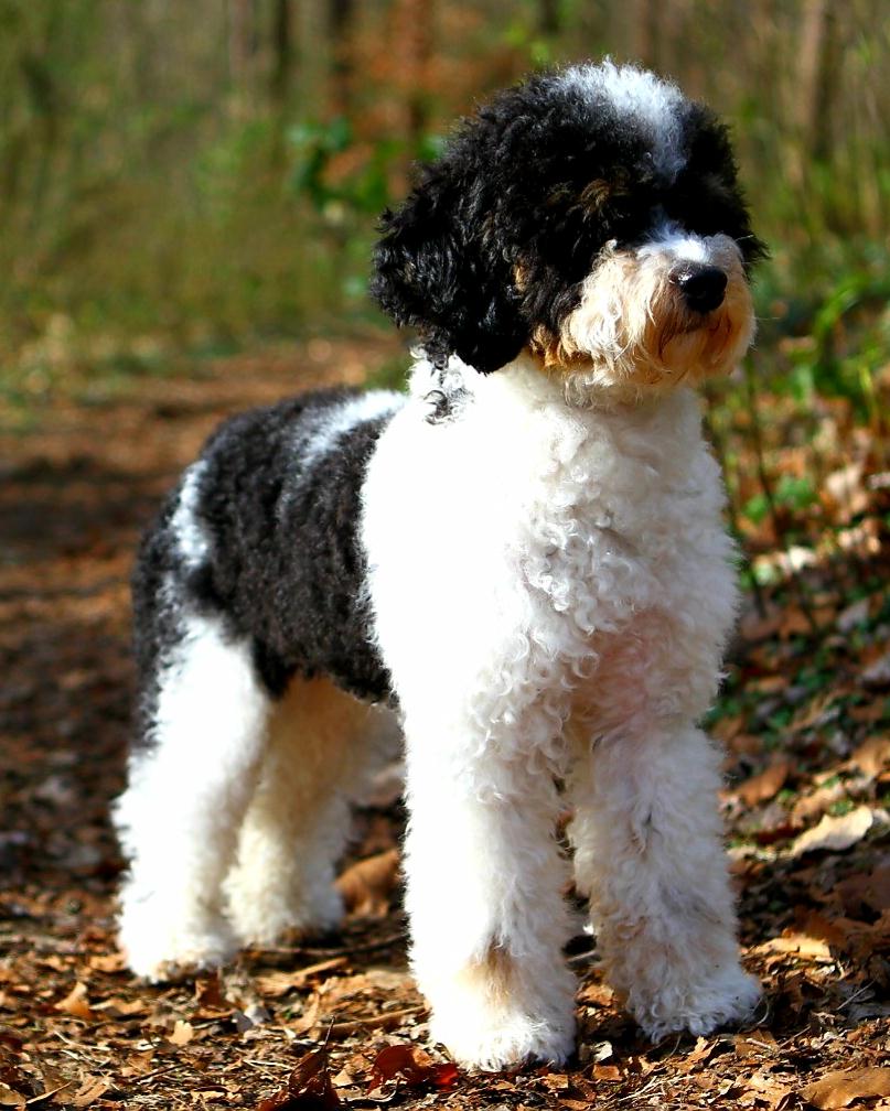 Poodle parent of our mini Bernedoodle puppy