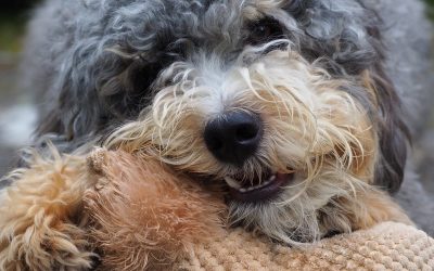 Mini Bernedoodle Full Grown: Life, Personality & Habits at 5 Years