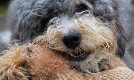 Mini Bernedoodle Full Grown: Life, Personality & Habits at 5 Years