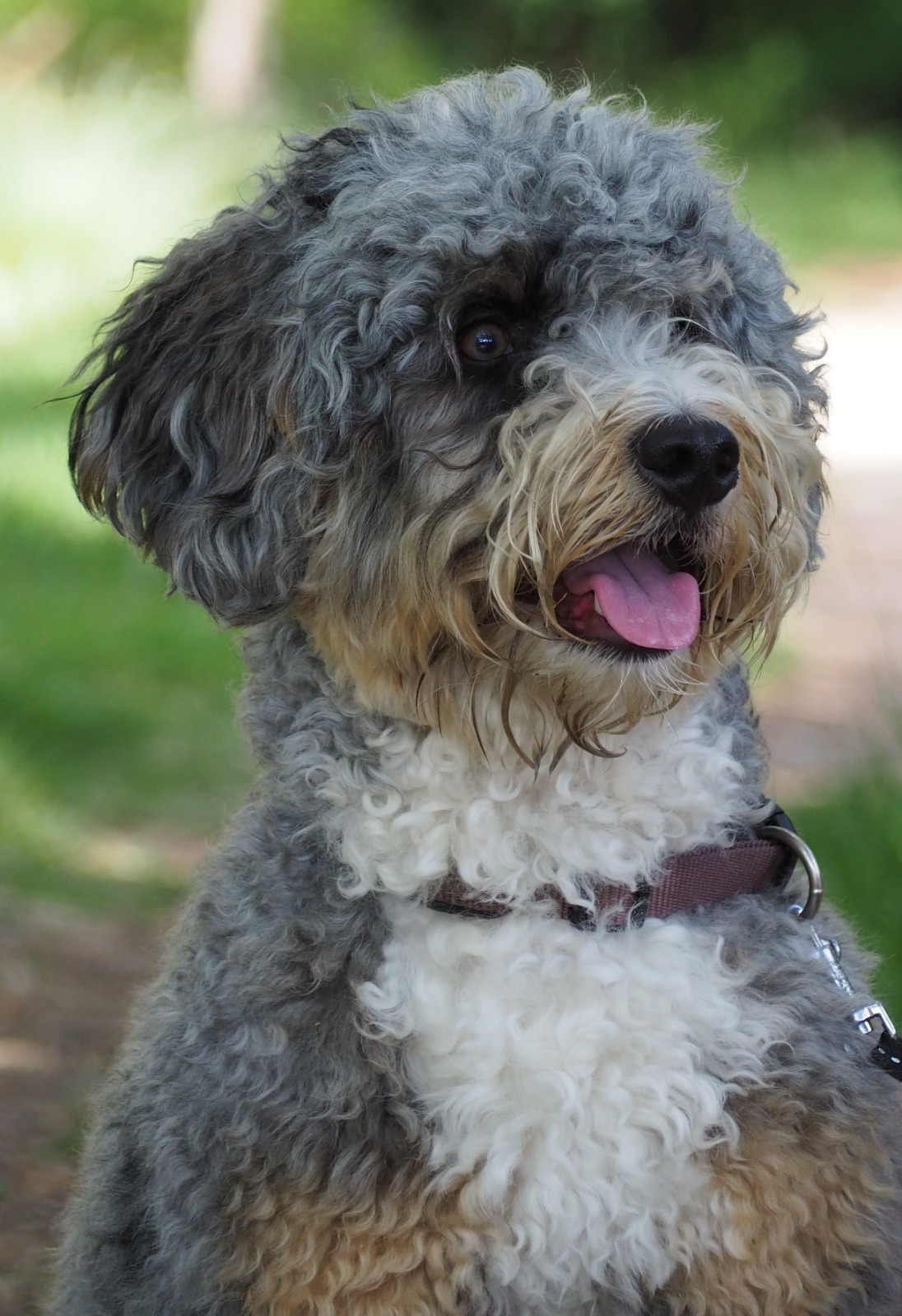 Mini Bernedoodle full grown dog named Cooper looking alert and happy, gazing to the side with a playful smile
