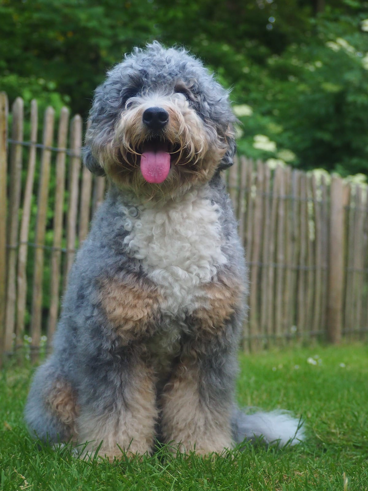 Mini Bernedoodle full grown dog named Cooper sitting near a garden fence, looking happy and attentive